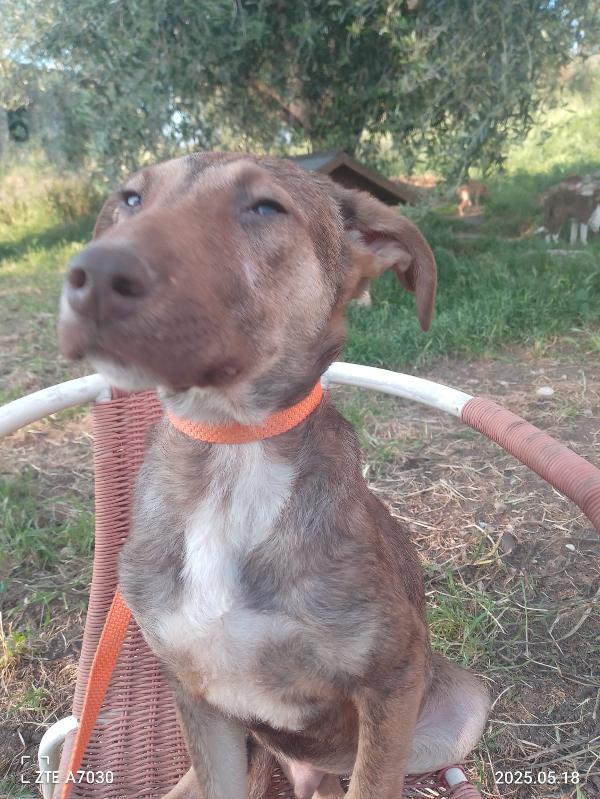 ❤️ Stefhan, il piccolo guerriero che sogna una famiglia Foto 5