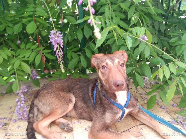 🐾💛Stefhan Splendido Cucciolo Cerca La Sua Famiglia 💕🧑🏻‍🧑🏻‍🧒🏻