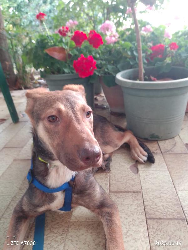 🐾💛Stefhan splendido cucciolo cerca la sua famiglia 💕🧑🏻‍🧑🏻‍🧒🏻 Foto 2