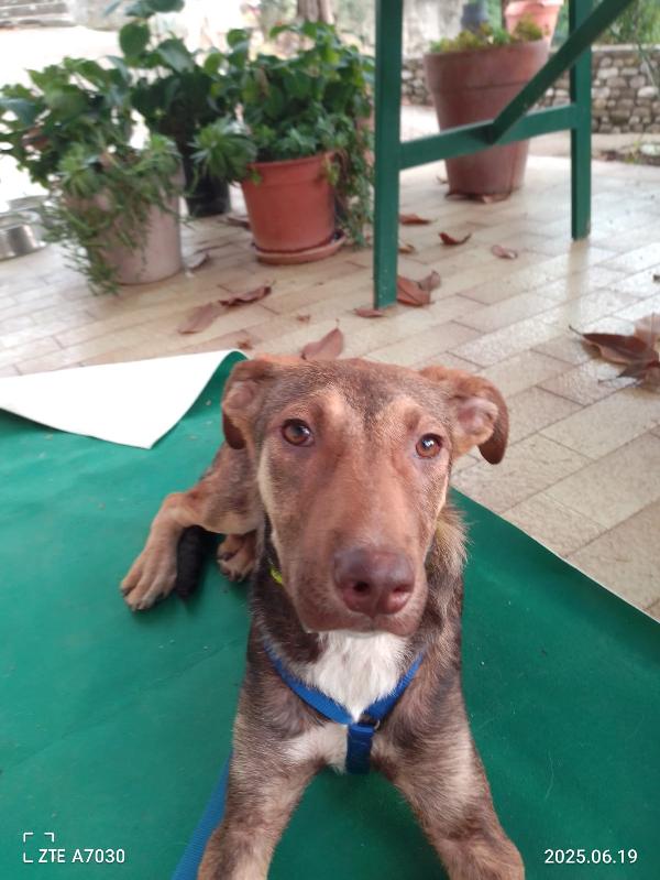 🐾💛Stefhan splendido cucciolo cerca la sua famiglia 💕🧑🏻‍🧑🏻‍🧒🏻 Foto 3