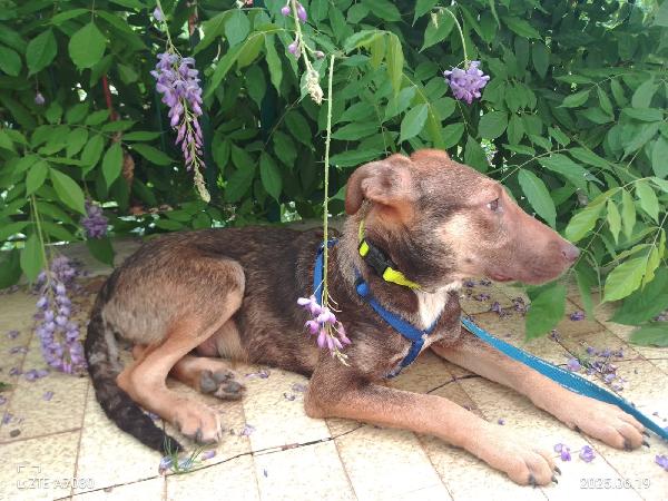 🐾💛Stefhan splendido cucciolo cerca la sua famiglia 💕🧑🏻‍🧑🏻‍🧒🏻 Foto 4