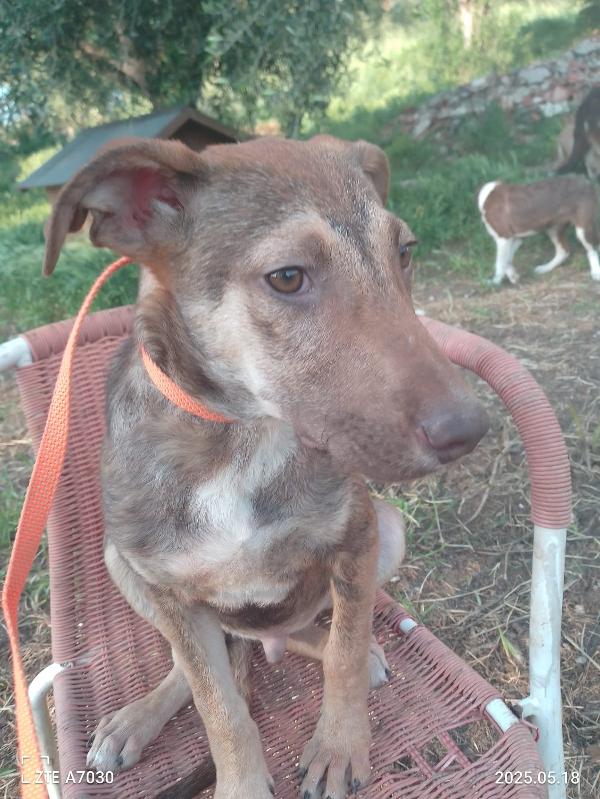 🐾💛Stefhan splendido cucciolo cerca la sua famiglia 💕🧑🏻‍🧑🏻‍🧒🏻 Foto 5