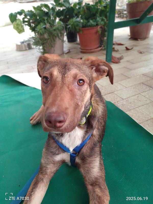 🐾💛Stefhan splendido cucciolo cerca la sua famiglia 💕🧑🏻‍🧑🏻‍🧒🏻 Foto 6