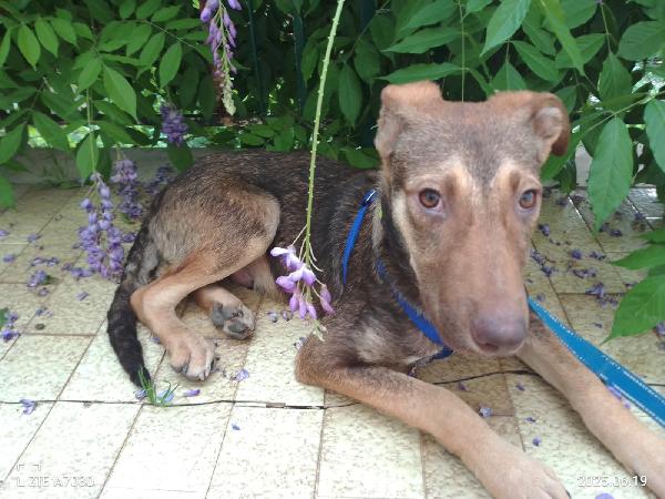 🐾💛Stefhan splendido cucciolo cerca la sua famiglia 💕🧑🏻‍🧑🏻‍🧒🏻 Foto 7