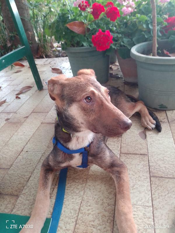🐾💛Stefhan splendido cucciolo cerca la sua famiglia 💕🧑🏻‍🧑🏻‍🧒🏻 Foto 8