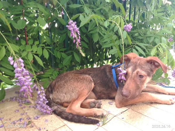 🐾💛Stefhan splendido cucciolo cerca la sua famiglia 💕🧑🏻‍🧑🏻‍🧒🏻 Foto 9