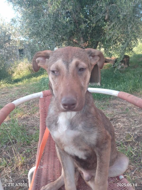 🐾💛Stefhan splendido cucciolo cerca la sua famiglia 💕🧑🏻‍🧑🏻‍🧒🏻 Foto 10