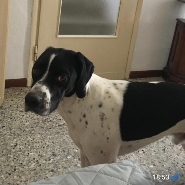 Pointer 2Anni A Breve In Canile! Brescia
