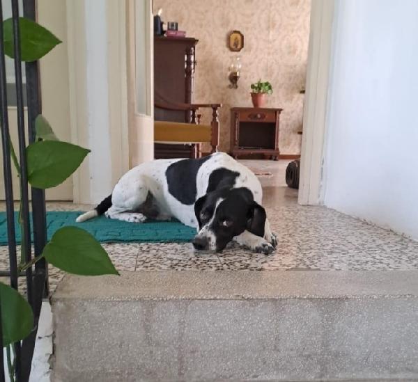 Pointer 2anni A BREVE IN CANILE! BRESCIA Foto 2