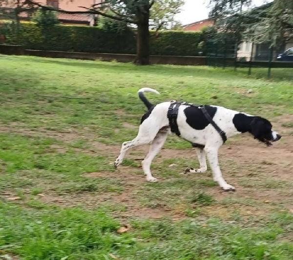 Pointer 2anni A BREVE IN CANILE! BRESCIA Foto 3