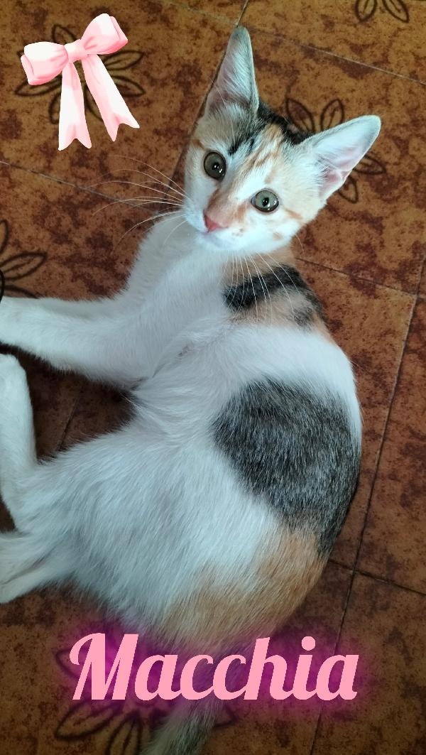 Macchia gattina tricolore  Foto 1