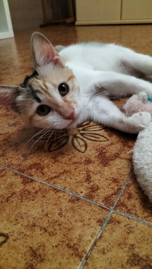 Macchia gattina tricolore  Foto 4