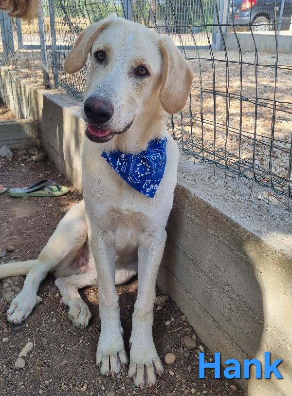 HANK CUCCIOLONE SIMIL LABRADOR Foto 2