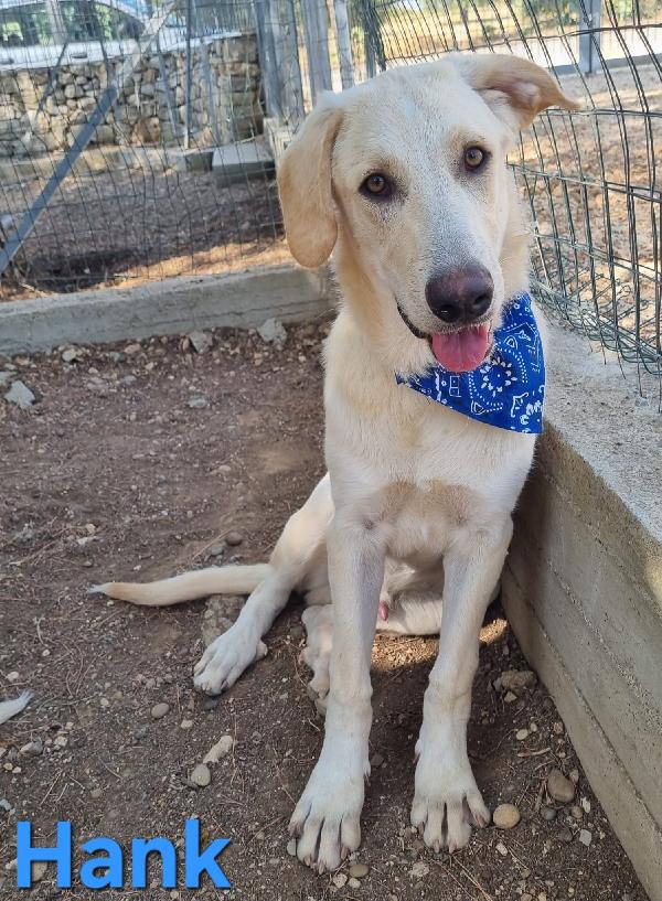 HANK CUCCIOLONE SIMIL LABRADOR Foto 3