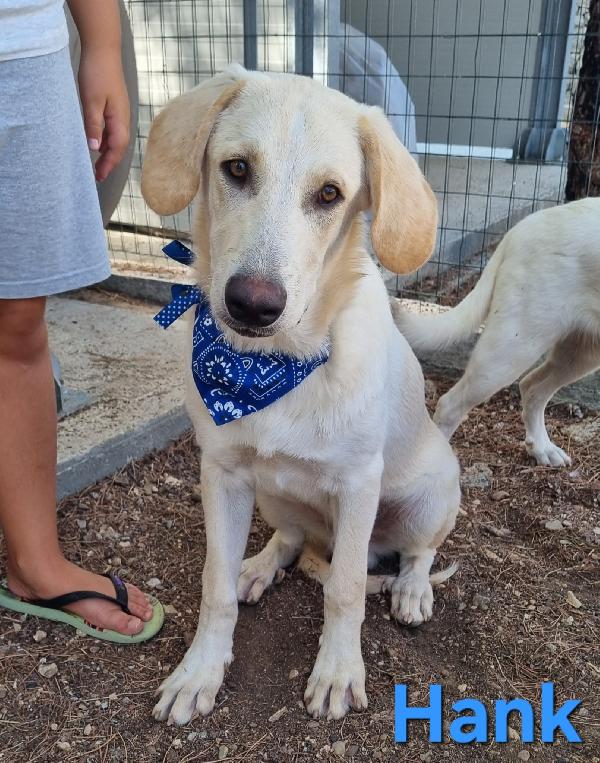 HANK CUCCIOLONE SIMIL LABRADOR Foto 4