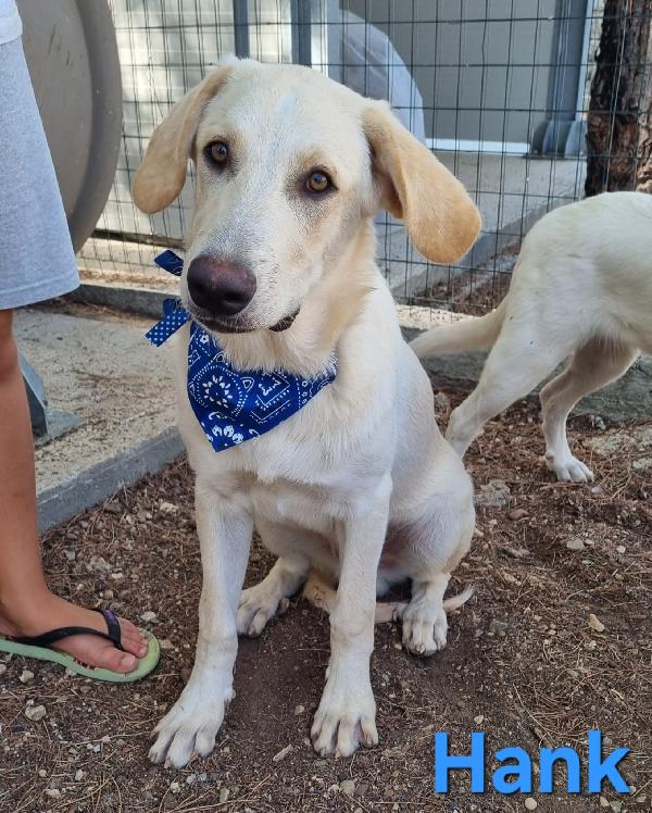 HANK CUCCIOLONE SIMIL LABRADOR Foto 5
