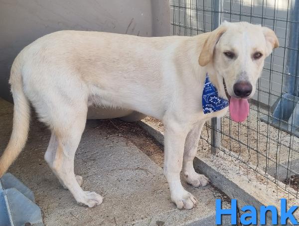 HANK CUCCIOLONE SIMIL LABRADOR Foto 6