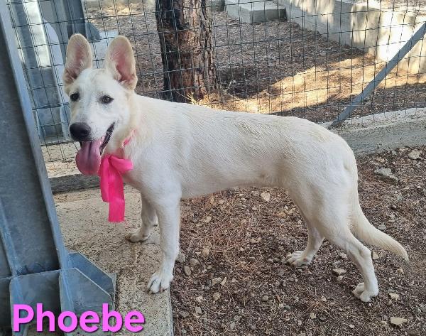 PHOEBE FEMMINA SIMIL PASTORE SVIZZERO Foto 2