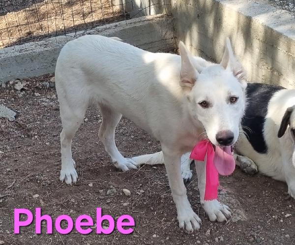 PHOEBE FEMMINA SIMIL PASTORE SVIZZERO Foto 3