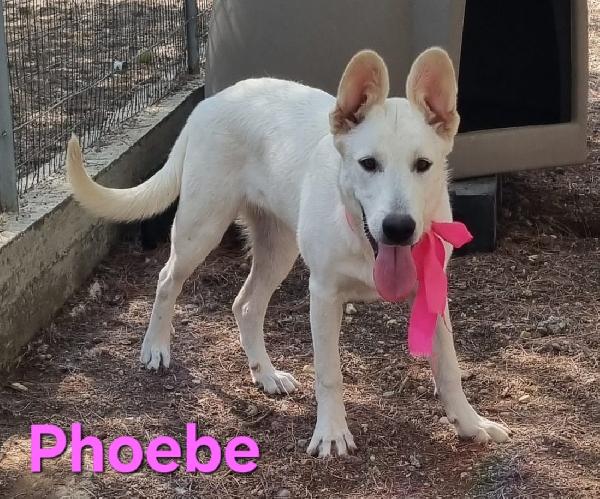 PHOEBE FEMMINA SIMIL PASTORE SVIZZERO Foto 4