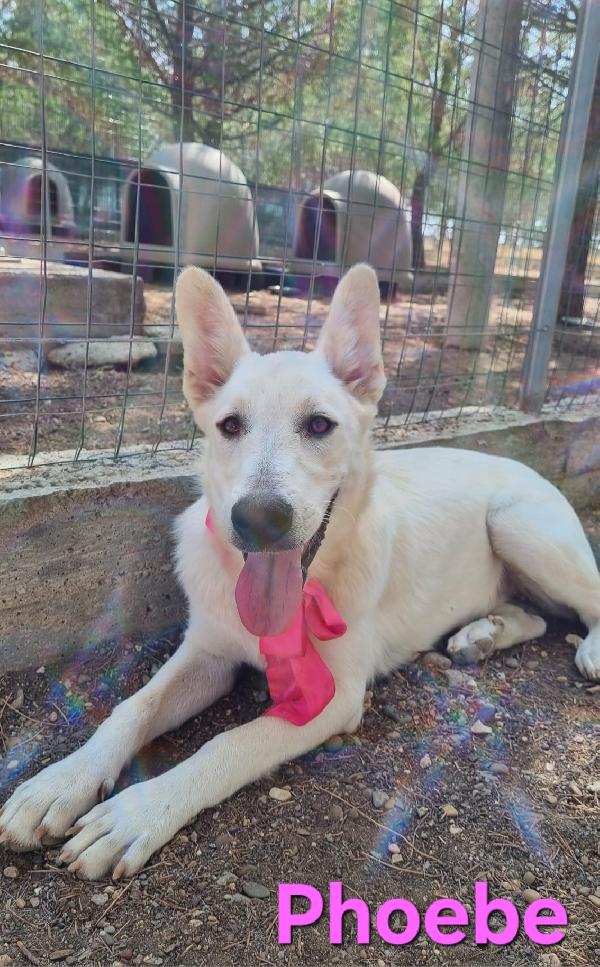PHOEBE FEMMINA SIMIL PASTORE SVIZZERO Foto 6
