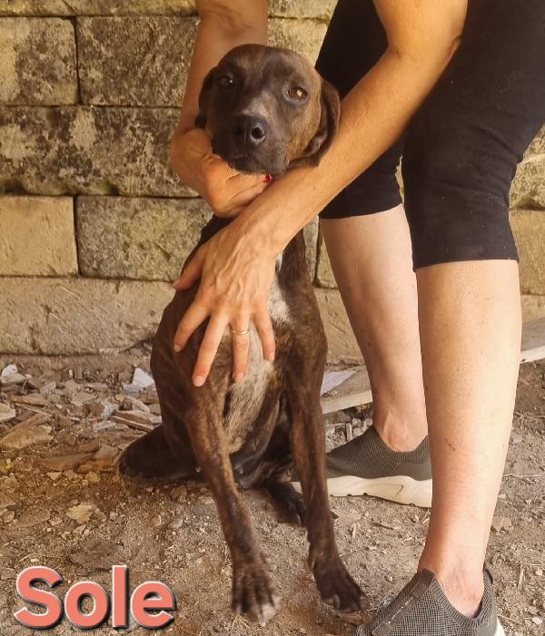 SOLE FEMMINA SEGUGIO Foto 4