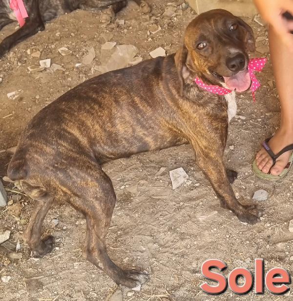 SOLE FEMMINA SEGUGIO Foto 5
