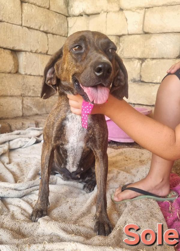 SOLE FEMMINA SEGUGIO Foto 6