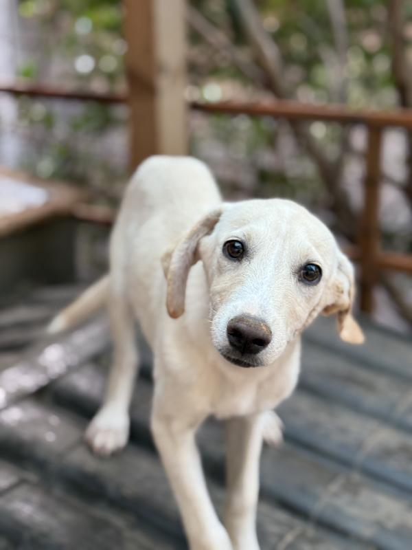 💚🐾 balù 🐾💚 dolcissimo cucciolo taglia medio piccola in adozione  Foto 6