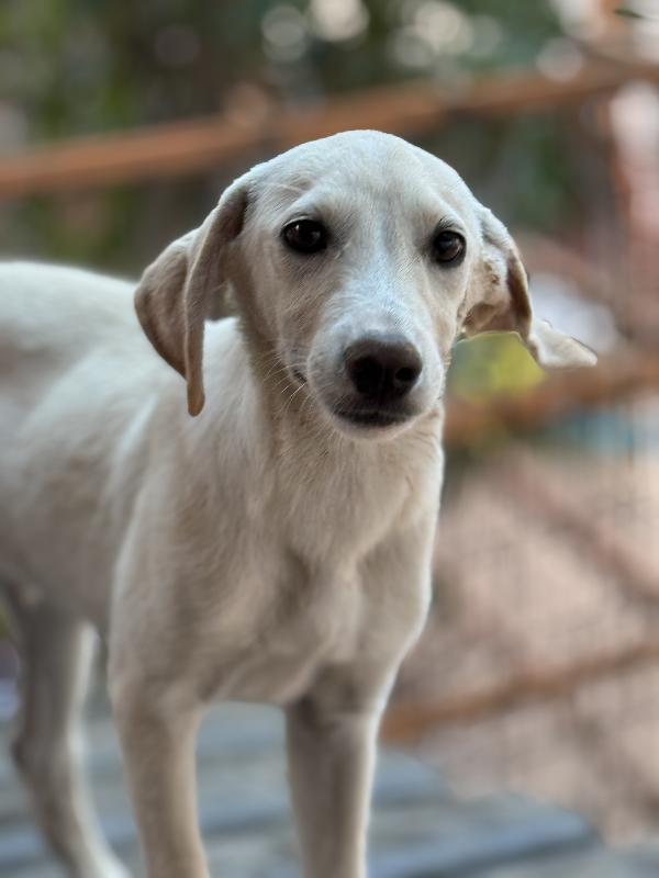 💚🐾 balù 🐾💚 dolcissimo cucciolo taglia medio piccola in adozione  Foto 8