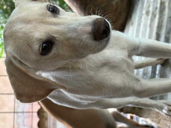 💚🐾 balù 🐾💚 dolcissimo cucciolo taglia medio piccola in adozione  Foto 10