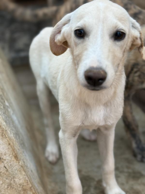 💙🐾 balù 🐾💙 dolce cucciolo taglia medio piccola in adozione  Foto 2