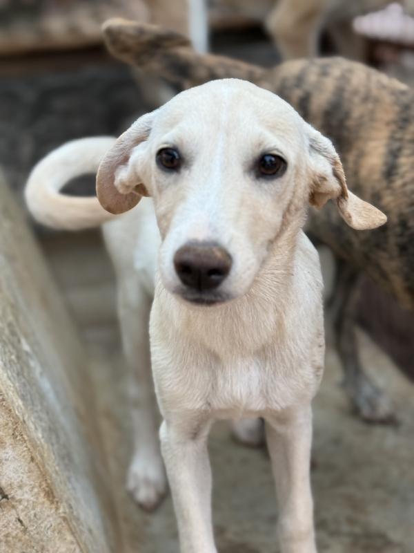 💙🐾 balù 🐾💙 dolce cucciolo taglia medio piccola in adozione  Foto 3