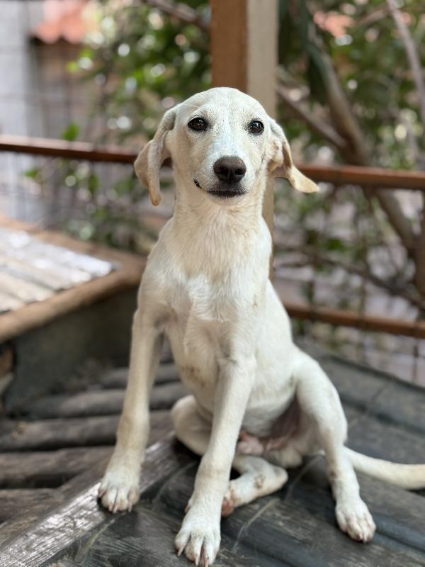 💙🐾 balù 🐾💙 dolce cucciolo taglia medio piccola in adozione  Foto 4