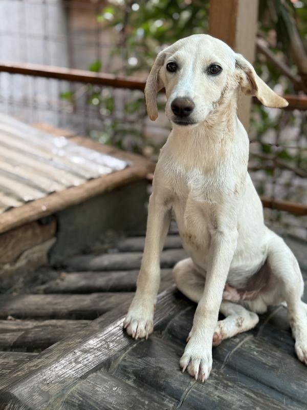💙🐾 balù 🐾💙 dolce cucciolo taglia medio piccola in adozione  Foto 5
