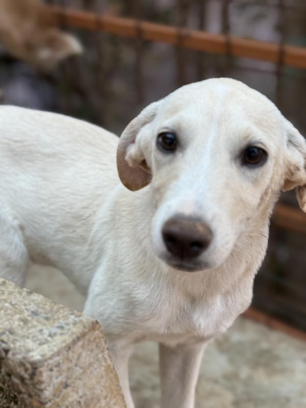 💙🐾 balù 🐾💙 dolce cucciolo taglia medio piccola in adozione  Foto 6