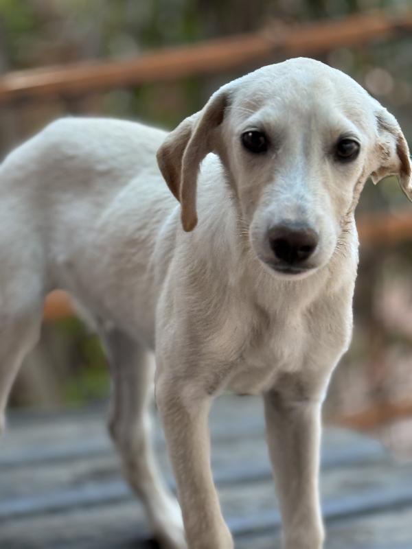 💙🐾 balù 🐾💙 dolce cucciolo taglia medio piccola in adozione  Foto 7