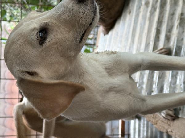 💙🐾 balù 🐾💙 dolce cucciolo taglia medio piccola in adozione  Foto 8