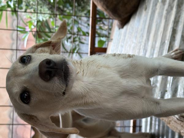 💙🐾 balù 🐾💙 dolce cucciolo taglia medio piccola in adozione  Foto 9
