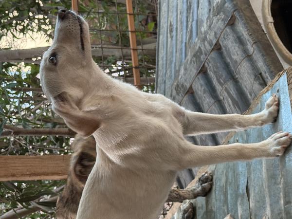 💙🐾 balù 🐾💙 dolce cucciolo taglia medio piccola in adozione  Foto 10