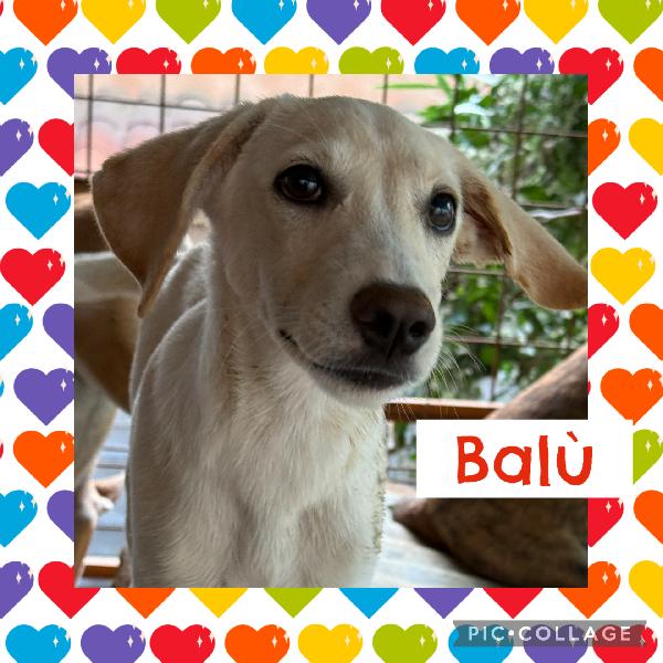 💛🐾 Balù 🐾💛 Meraviglioso Dolce Cucciolo Taglia Medio Piccola In Adozione 
