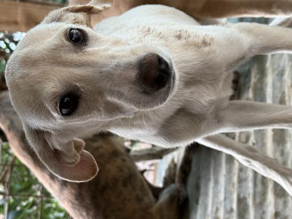 🌟🐾 balù 🐾🌟 splendido cucciolo taglia medio piccola in adozione  Foto 10