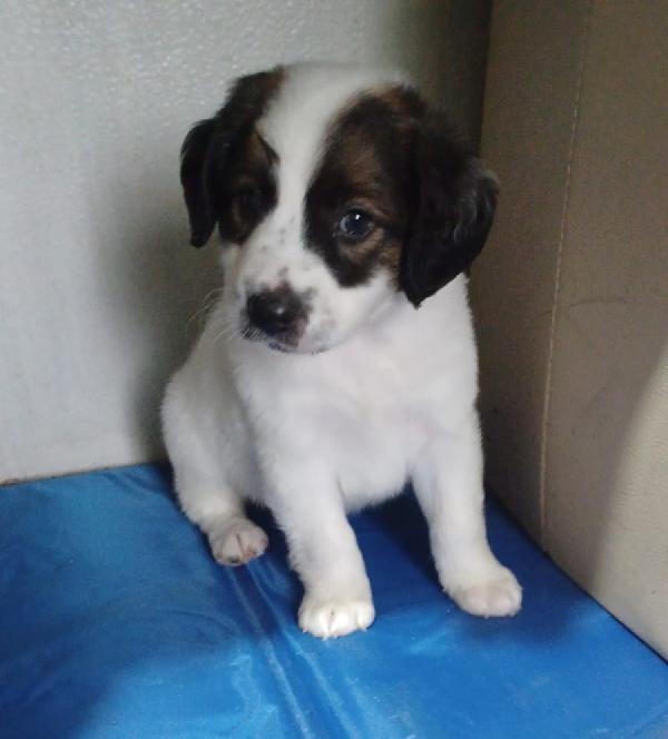 Il Dolcissimo Jacky