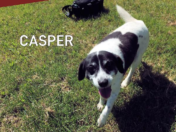 Casper (taglia mediopiccola) Foto 6