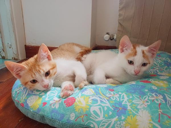 2Micini Bianchi/Rossi 3Mesi E 1/2 Roma Sos