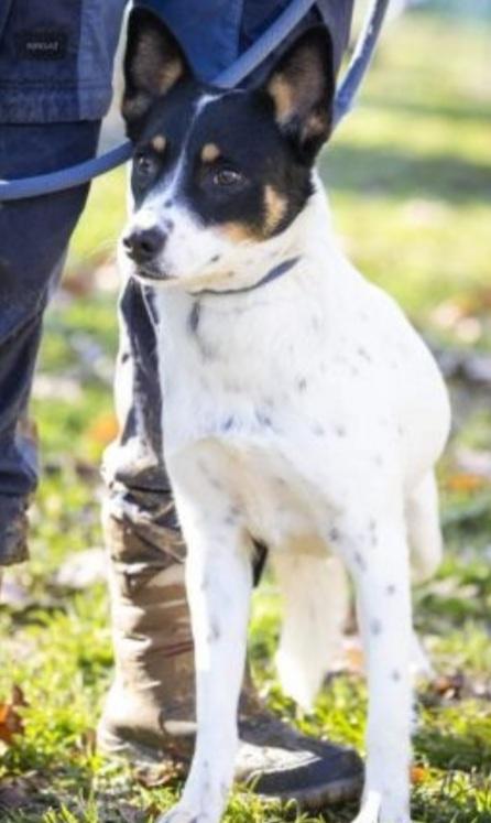 Femmina 3/4anni sfortunata ..in box da 3anni.VARESE Foto 2