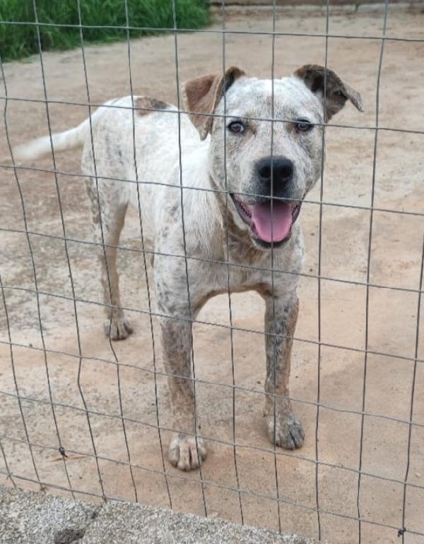 Mix molossino 2anni dal recinto al canile.SUD Foto 2