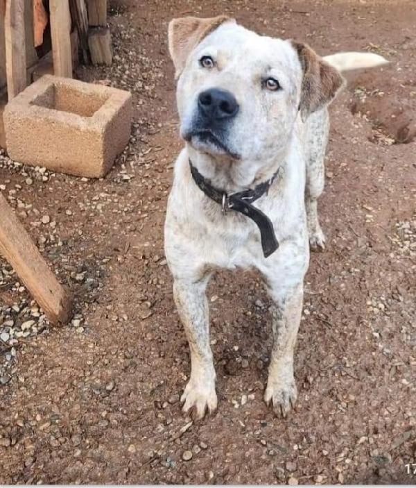 Mix molossino 2anni dal recinto al canile.SUD Foto 3
