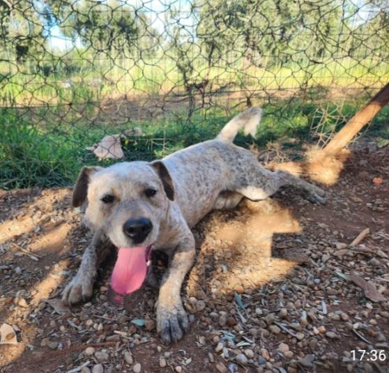 Mix molossino 2anni dal recinto al canile.SUD Foto 4