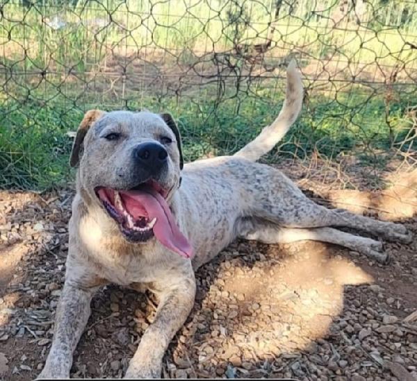 Mix molossino 2anni dal recinto al canile.SUD Foto 5